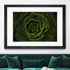 Cabbage II by Peter Morneau on GIANT ART - green photo art