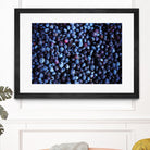 Blueberries II by Peter Morneau on GIANT ART - blue photo art