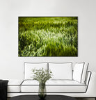 Grass IV by Peter Morneau on GIANT ART - green photo art