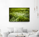 Grass IV by Peter Morneau on GIANT ART - green photo art
