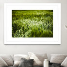 Grass IV by Peter Morneau on GIANT ART - green photo art