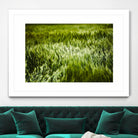 Grass IV by Peter Morneau on GIANT ART - green photo art