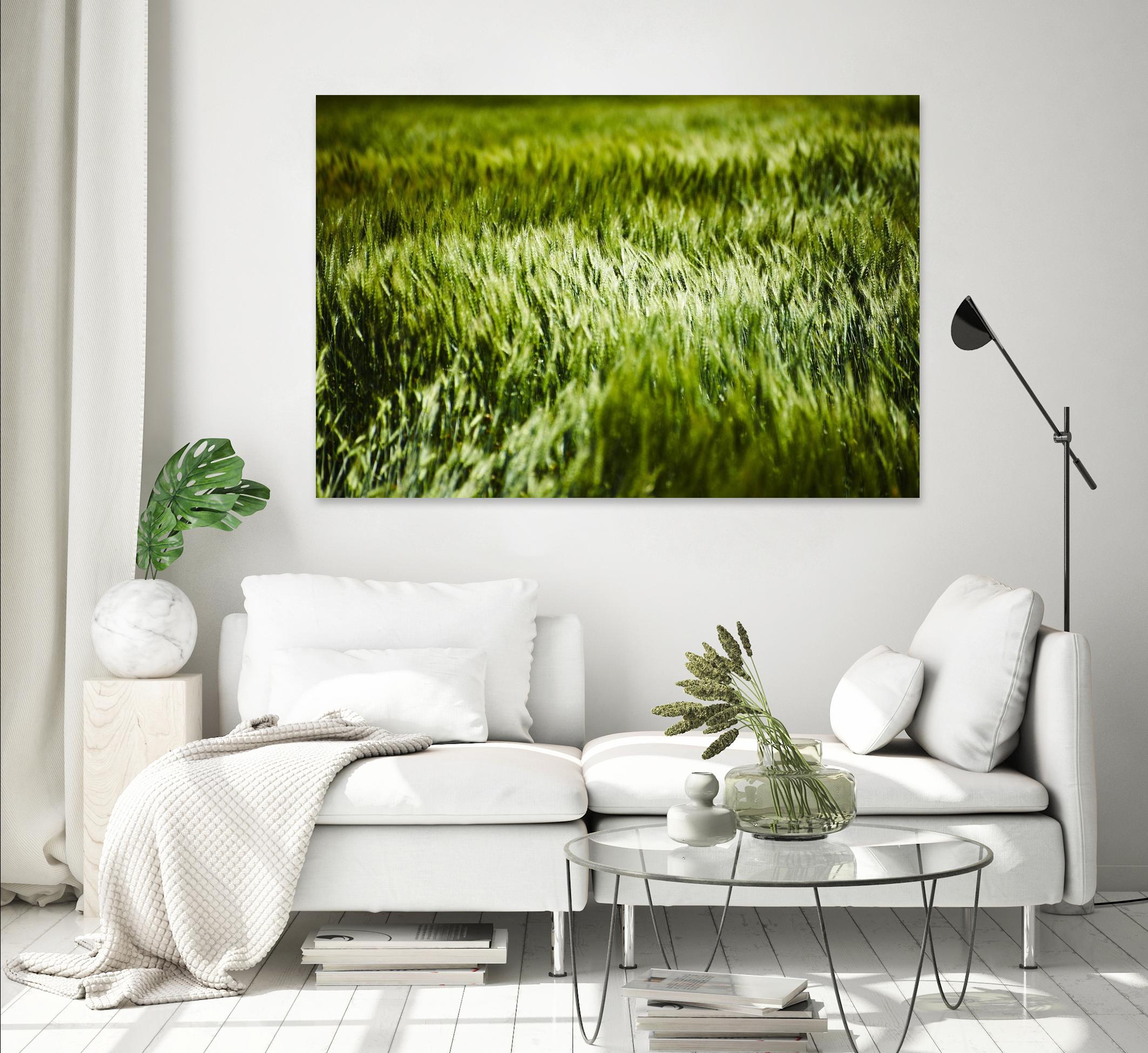 Grass IV by Peter Morneau on GIANT ART - green photo art