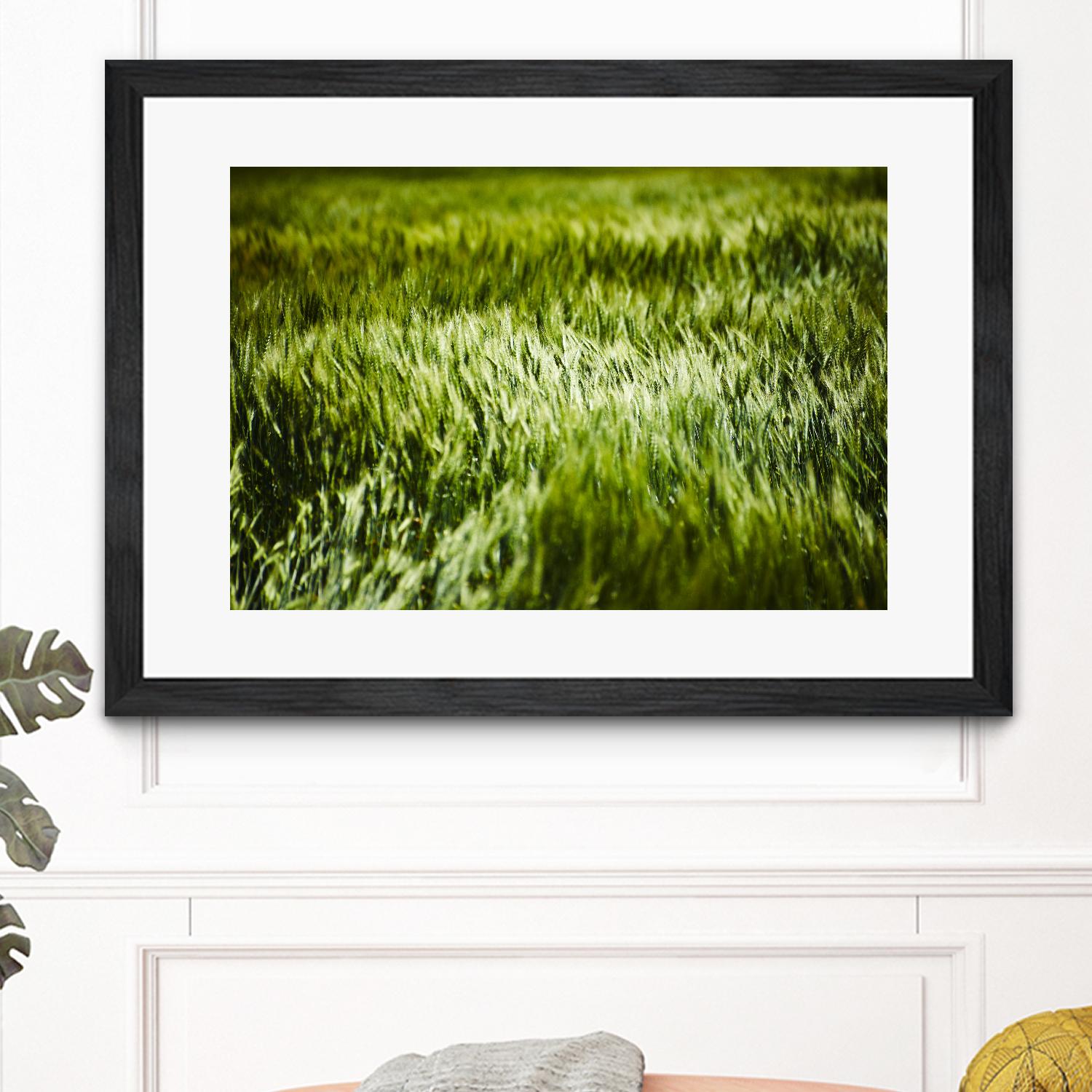 Grass IV by Peter Morneau on GIANT ART - green photo art