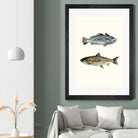 Fish Grouping 1 by Natasha Marie on GIANT ART - grey animals