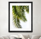 Palm Leaves by Lexie Greer on GIANT ART - multicolor photography; floral/still life