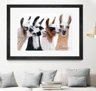 Peruvian Visitors by Jan Henderson on GIANT ART - multicolor animals; photography