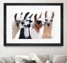 Peruvian Visitors by Jan Henderson on GIANT ART - multicolor animals; photography