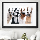 Peruvian Visitors by Jan Henderson on GIANT ART - multicolor animals; photography