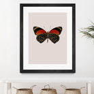 Agrias amydon by Incado on GIANT ART - multicolor animals; floral/still life