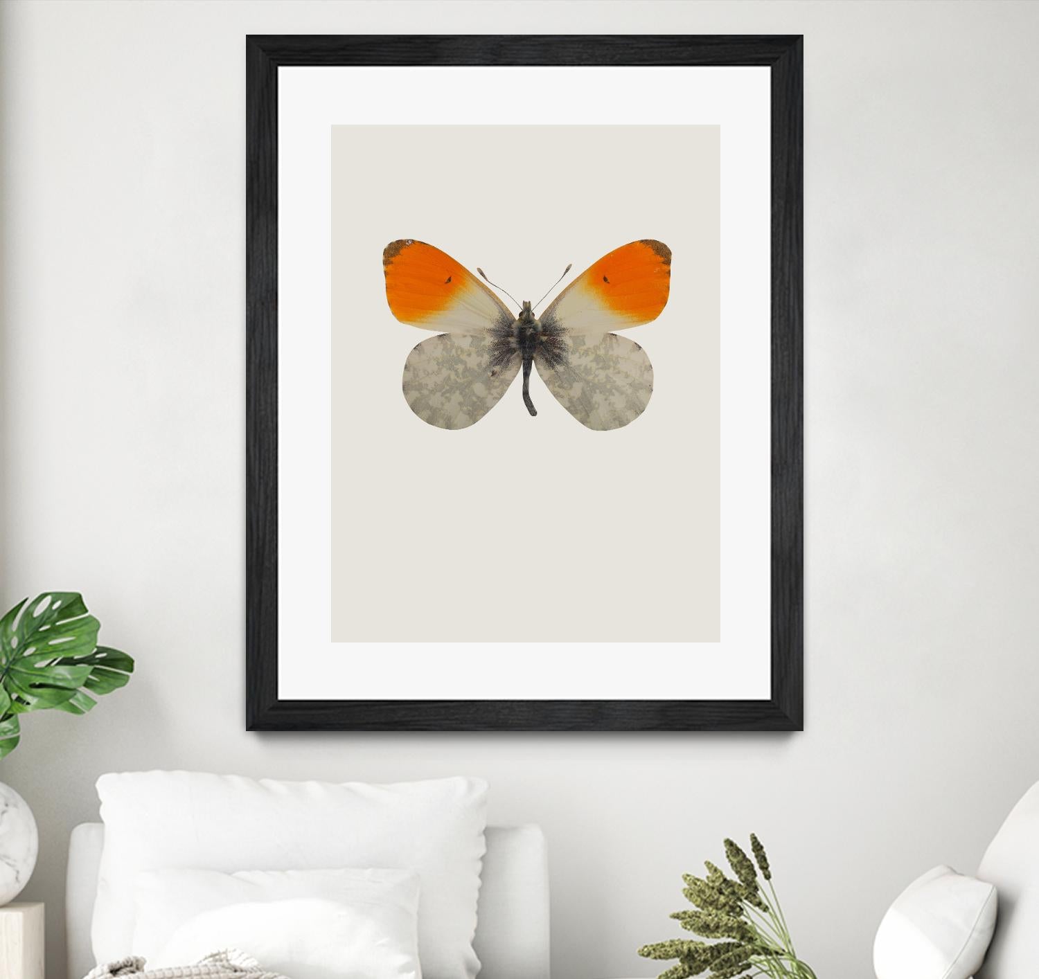 Agrias amydon by Incado on GIANT ART - multicolor animals; floral/still life