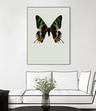 Chrysiridia rhipheus by Incado on GIANT ART - multicolor animals; floral/still life