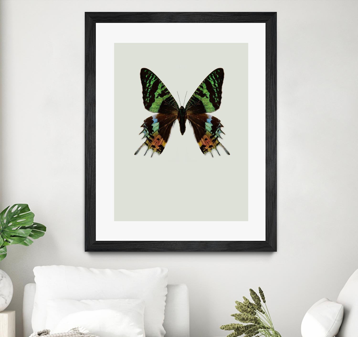 Chrysiridia rhipheus by Incado on GIANT ART - multicolor animals; floral/still life