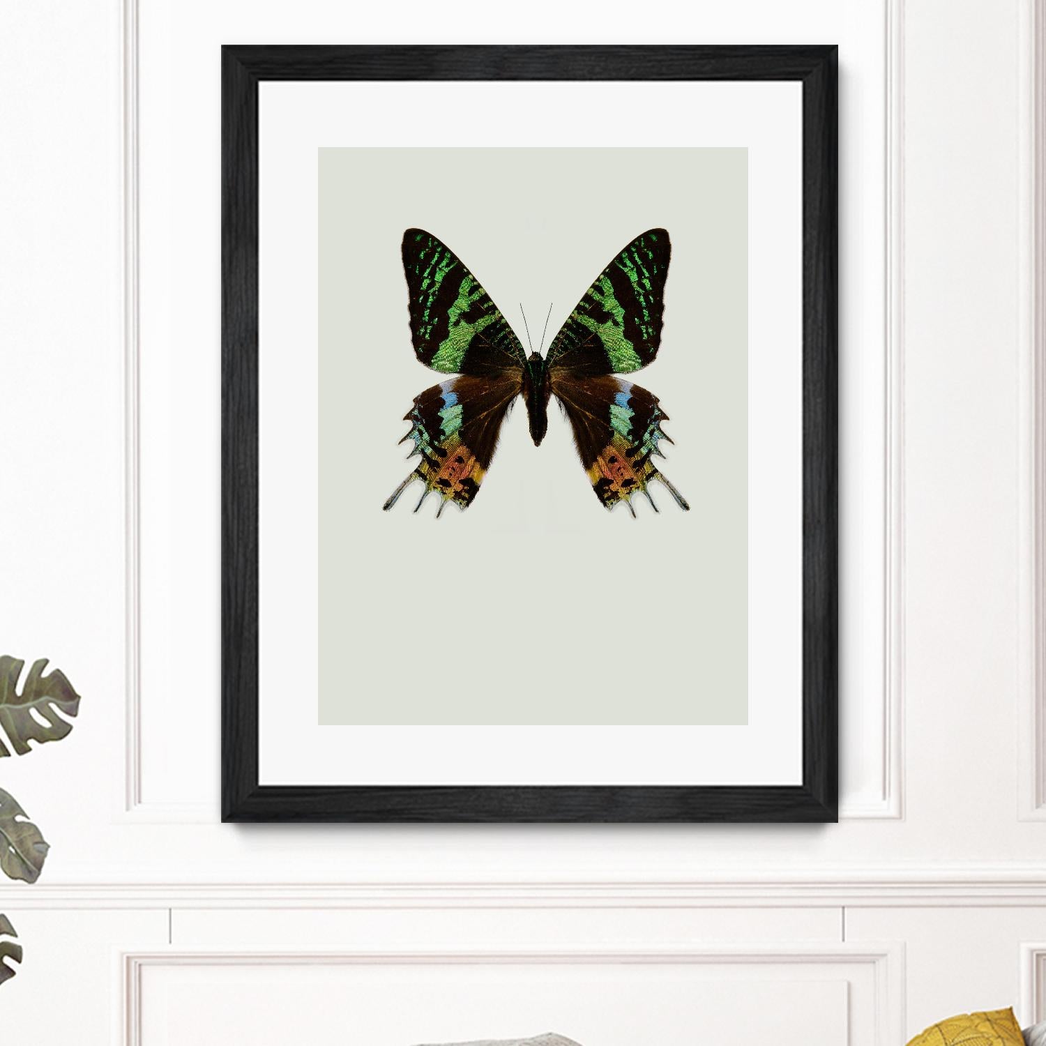 Chrysiridia rhipheus by Incado on GIANT ART - multicolor animals; floral/still life