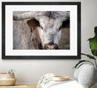 Showdown by Matthew Platz on GIANT ART - multicolor animals; photography