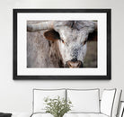 Showdown by Matthew Platz on GIANT ART - multicolor animals; photography