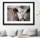 Showdown by Matthew Platz on GIANT ART - multicolor animals; photography