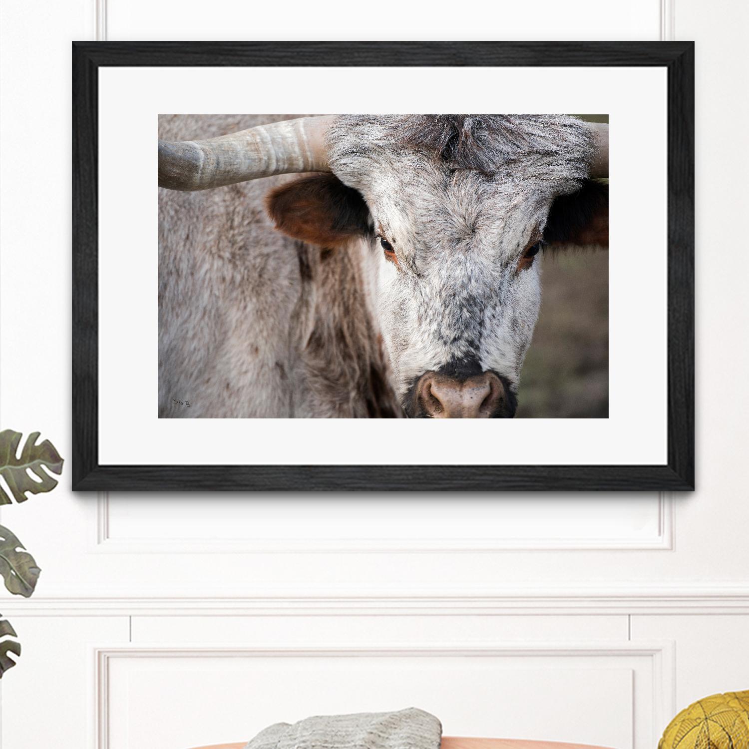 Showdown by Matthew Platz on GIANT ART - multicolor animals; photography