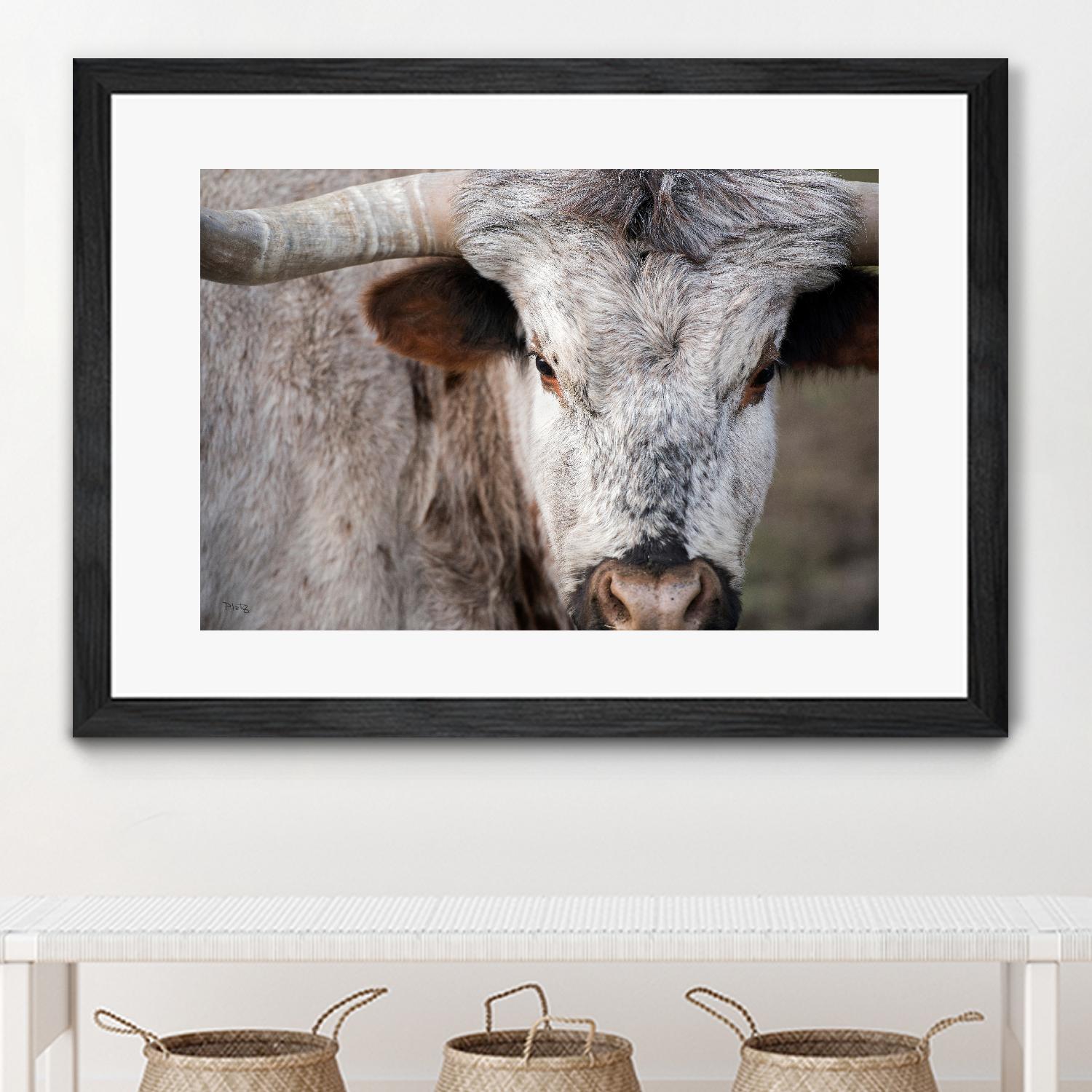 Showdown by Matthew Platz on GIANT ART - multicolor animals; photography
