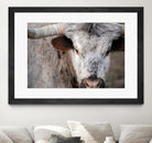 Showdown by Matthew Platz on GIANT ART - multicolor animals; photography