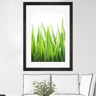 Blades of Green No. 2 by Sonja Quintero on GIANT ART - green floral/still life, photography
