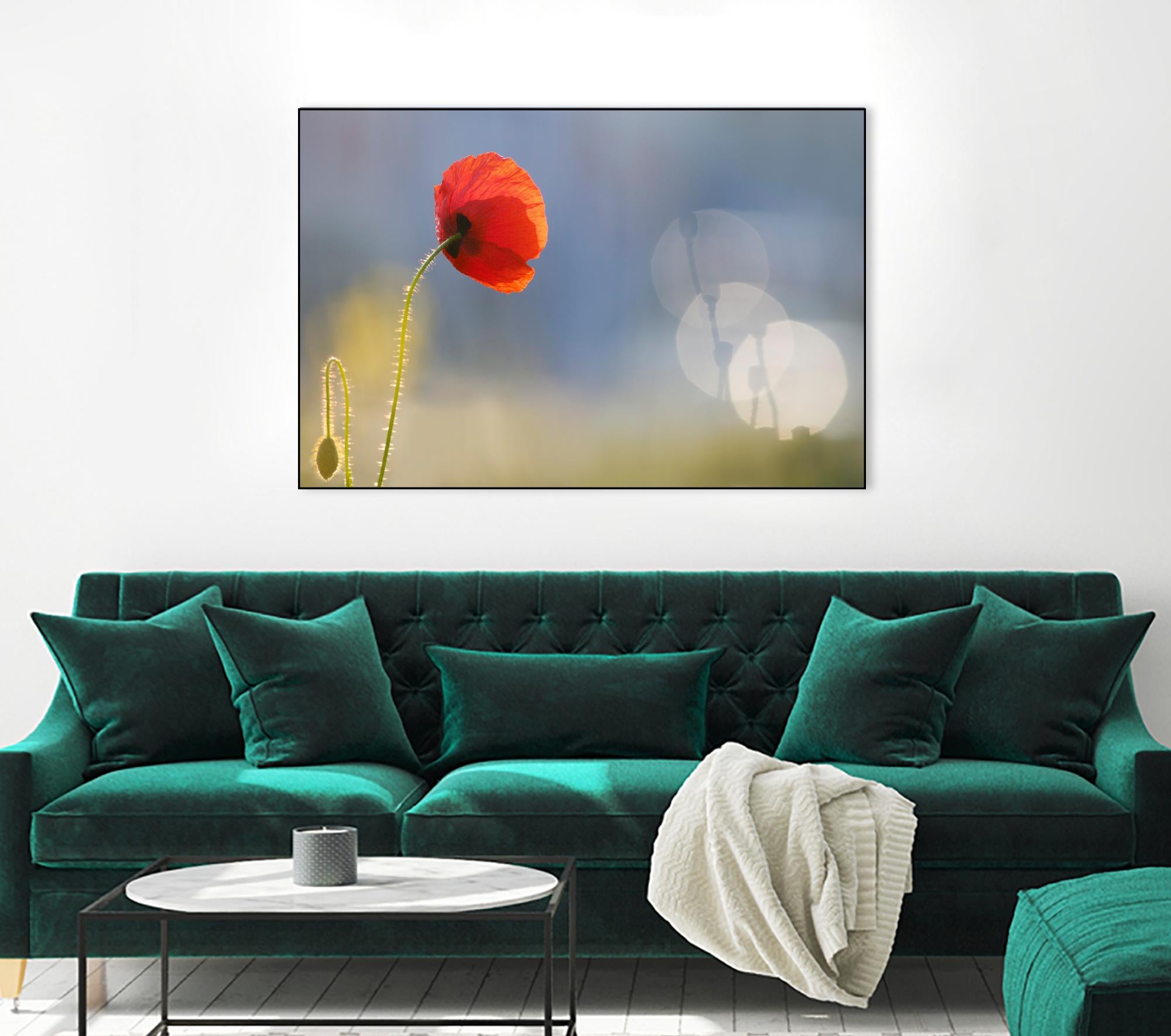 Echoes by Roeselien Raimond on GIANT ART - multicolor photography; floral/still life; landscapes