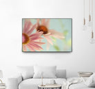 Daisy Days by Judy Stalus on GIANT ART - multicolor photography; floral/still life