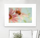 Daisy Days by Judy Stalus on GIANT ART - multicolor photography; floral/still life