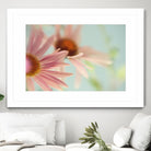 Daisy Days by Judy Stalus on GIANT ART - multicolor photography; floral/still life