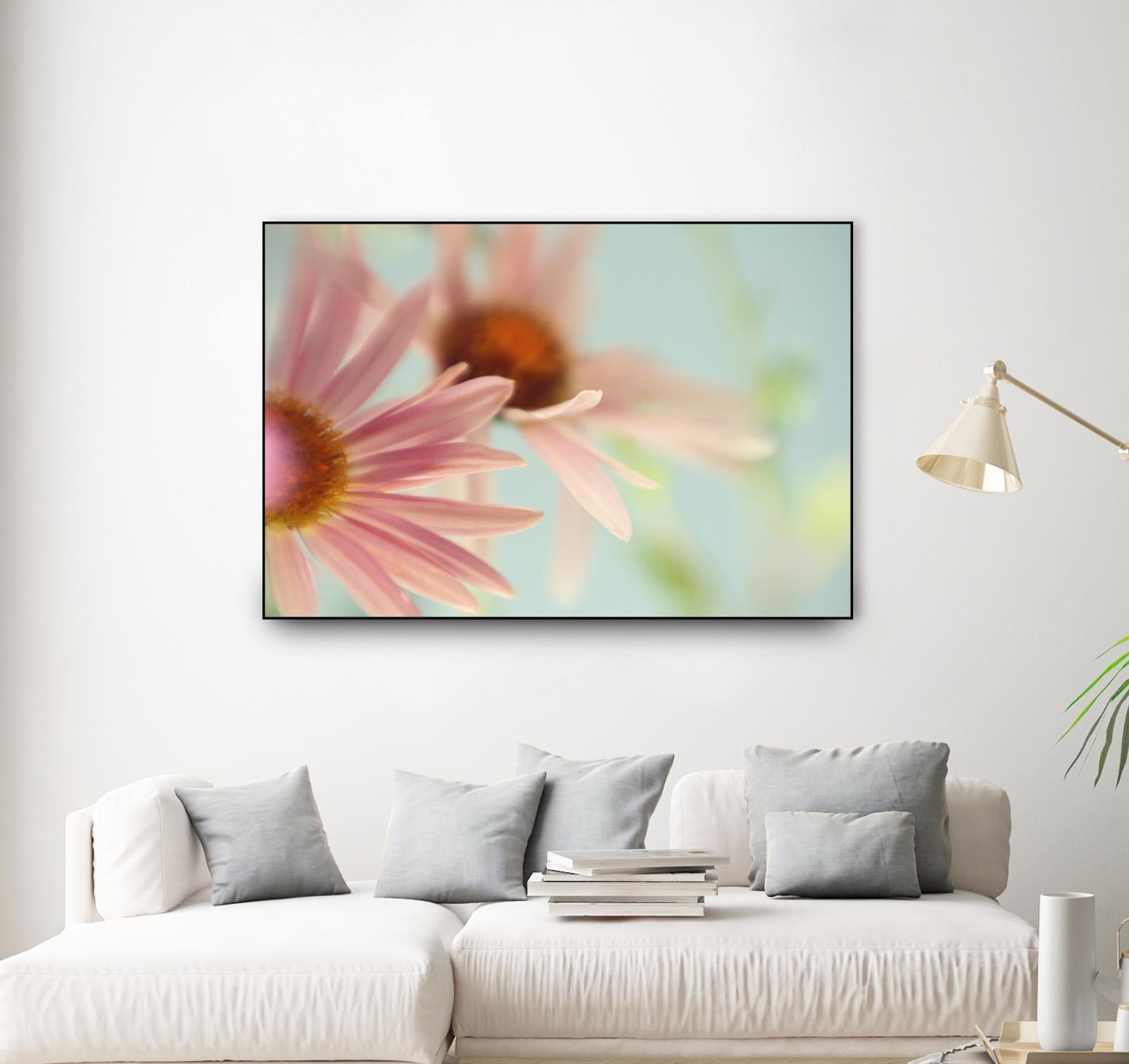 Daisy Days by Judy Stalus on GIANT ART - multicolor photography; floral/still life