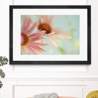 Daisy Days by Judy Stalus on GIANT ART - multicolor photography; floral/still life
