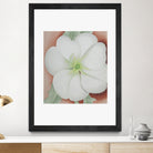 White Flower on Red Earth, No.1, 1943 by Georgia  O'keeffe on GIANT ART - botanical