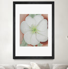 White Flower on Red Earth, No.1, 1943 by Georgia  O'keeffe on GIANT ART - botanical