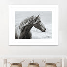 The Fell by Esther Marie on GIANT ART - white animals horse
