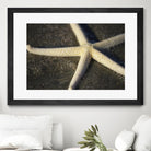Starfish by Lori Prenner on GIANT ART - beige costal étoile de mer