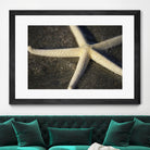 Starfish by Lori Prenner on GIANT ART - beige costal étoile de mer