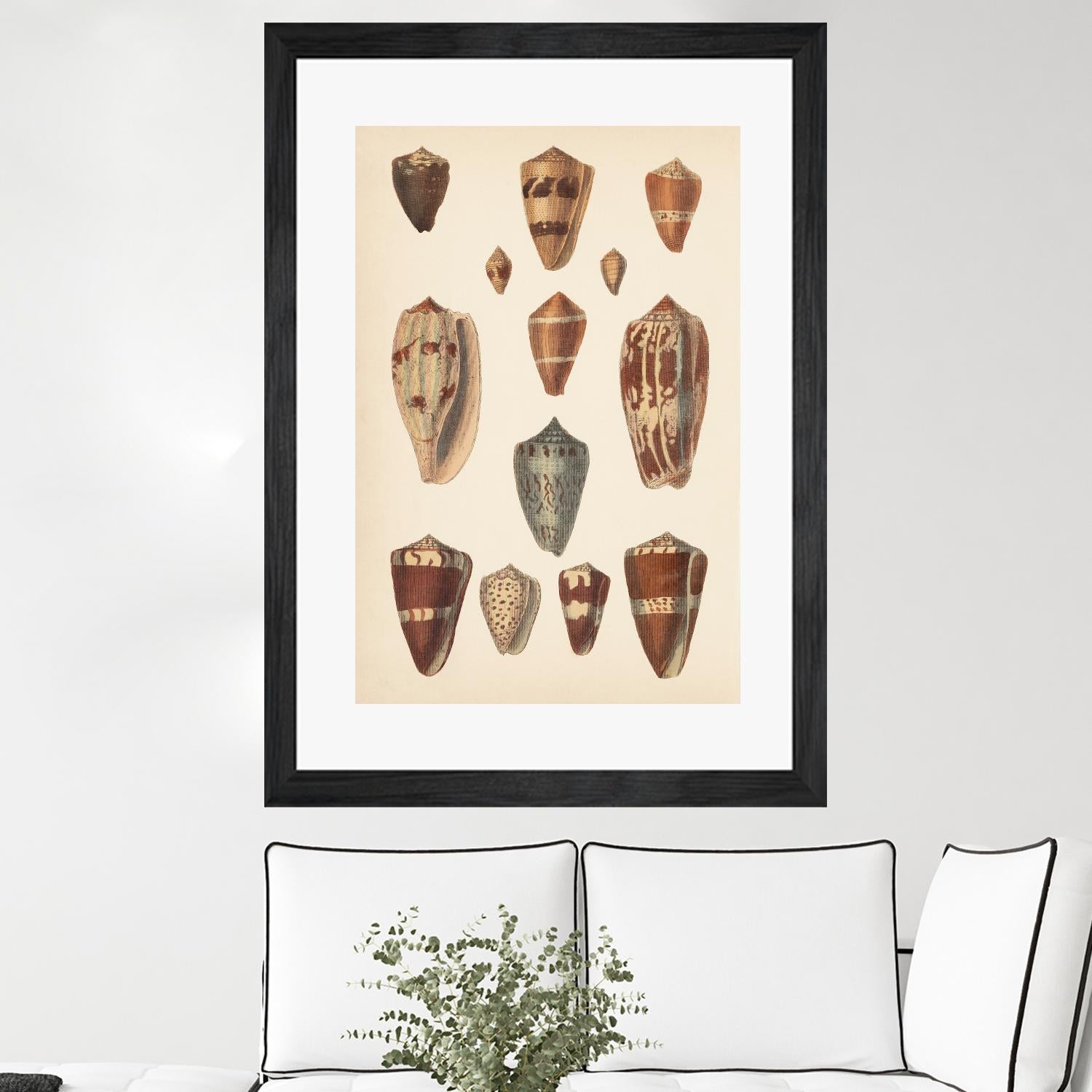 Antique Cone Shells II by Unknown on GIANT ART - beige  seashell 