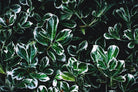 Colored leaves by Pexels on GIANT ART - white botany